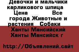 Девочки и мальчики карликового шпица  › Цена ­ 20 000 - Все города Животные и растения » Собаки   . Ханты-Мансийский,Ханты-Мансийск г.